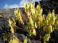 Monte_Rinatu - 20110615 020.jpg